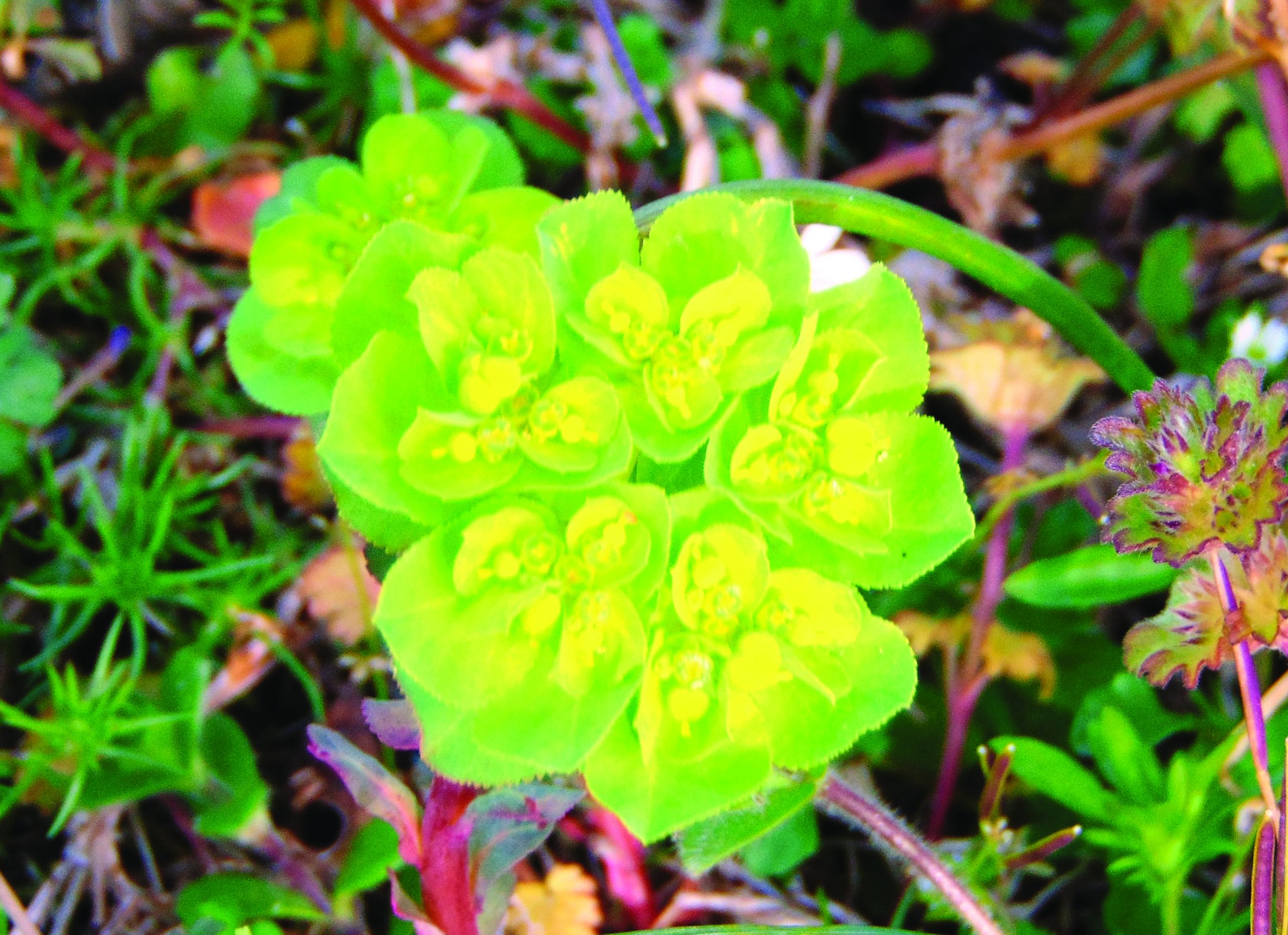 Euphorbia helioscopia by david justis