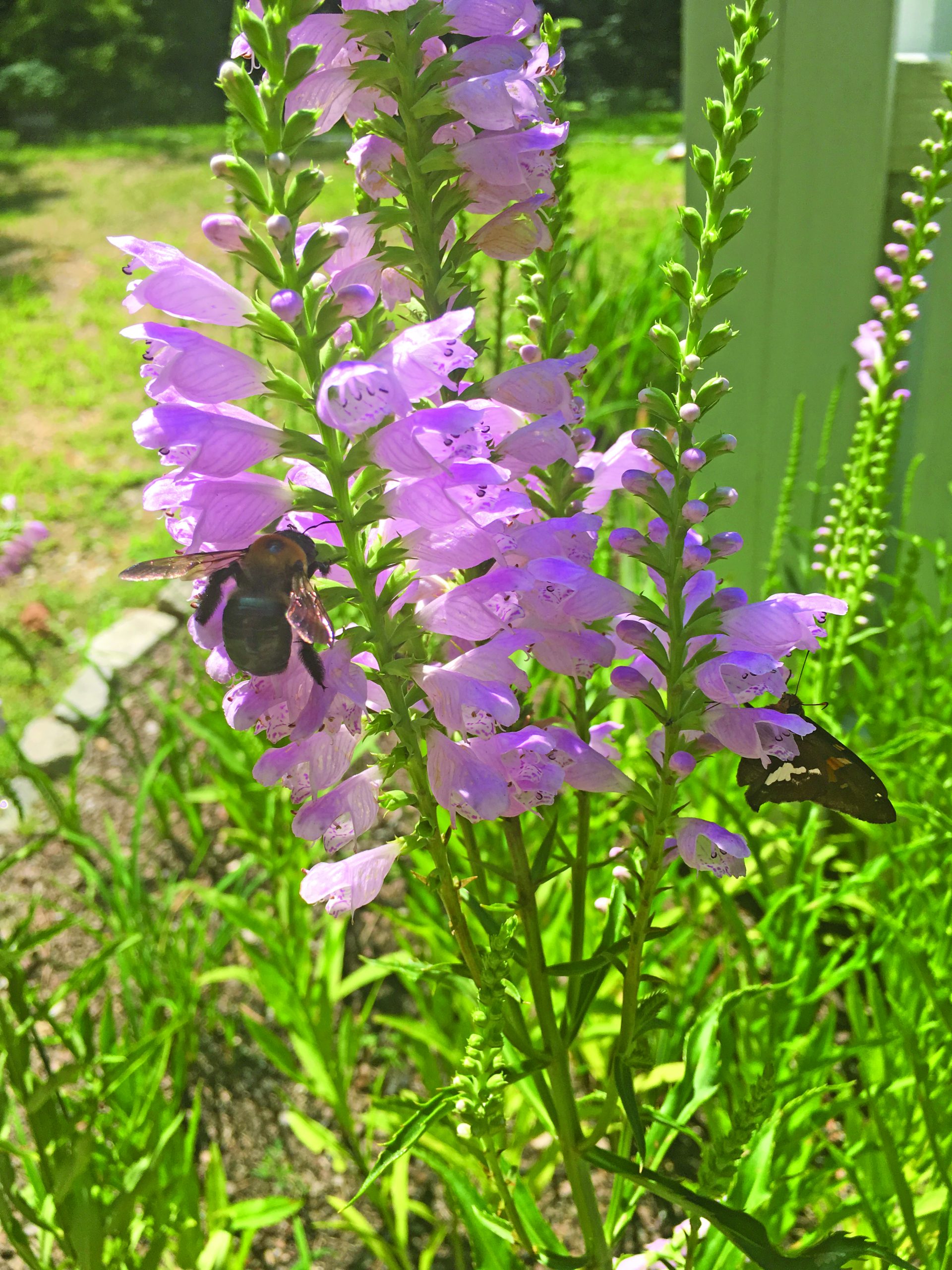 Obedient plant