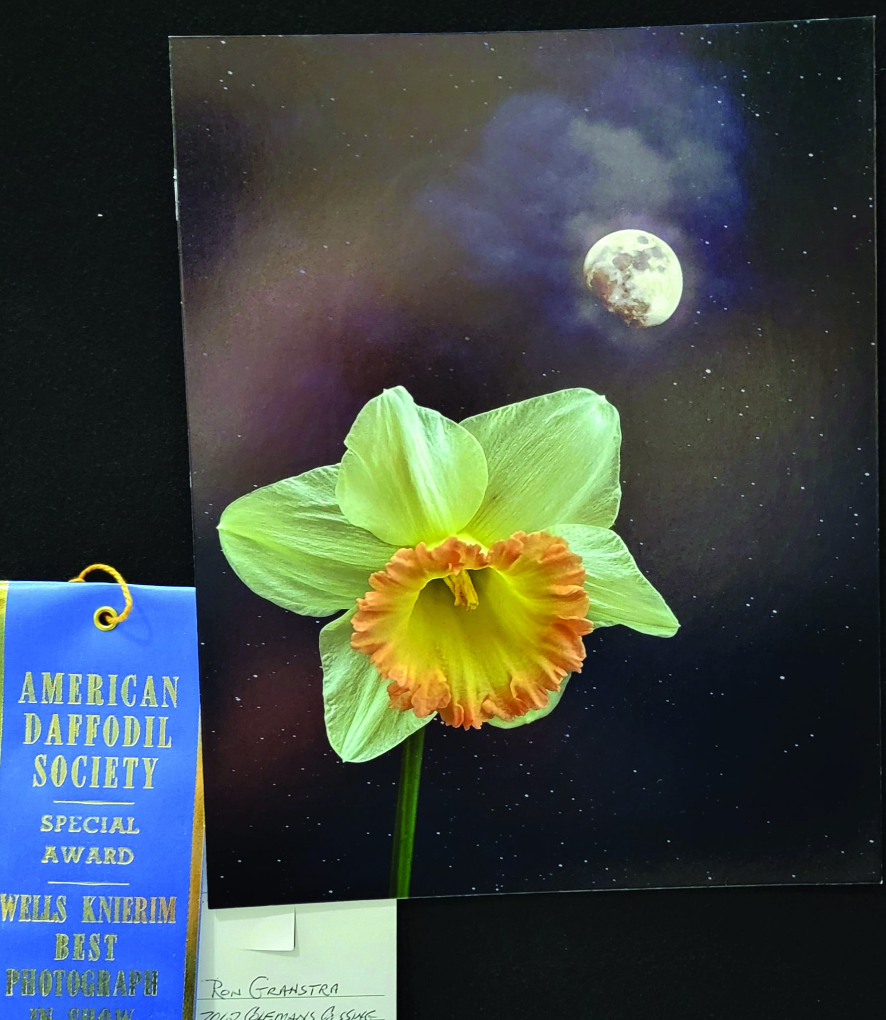 Gloucester Daffodil Show largest ever with 1,227 entries Gazette Journal