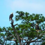 A pair of eagles share a loblolly pine along the Blackwater River.