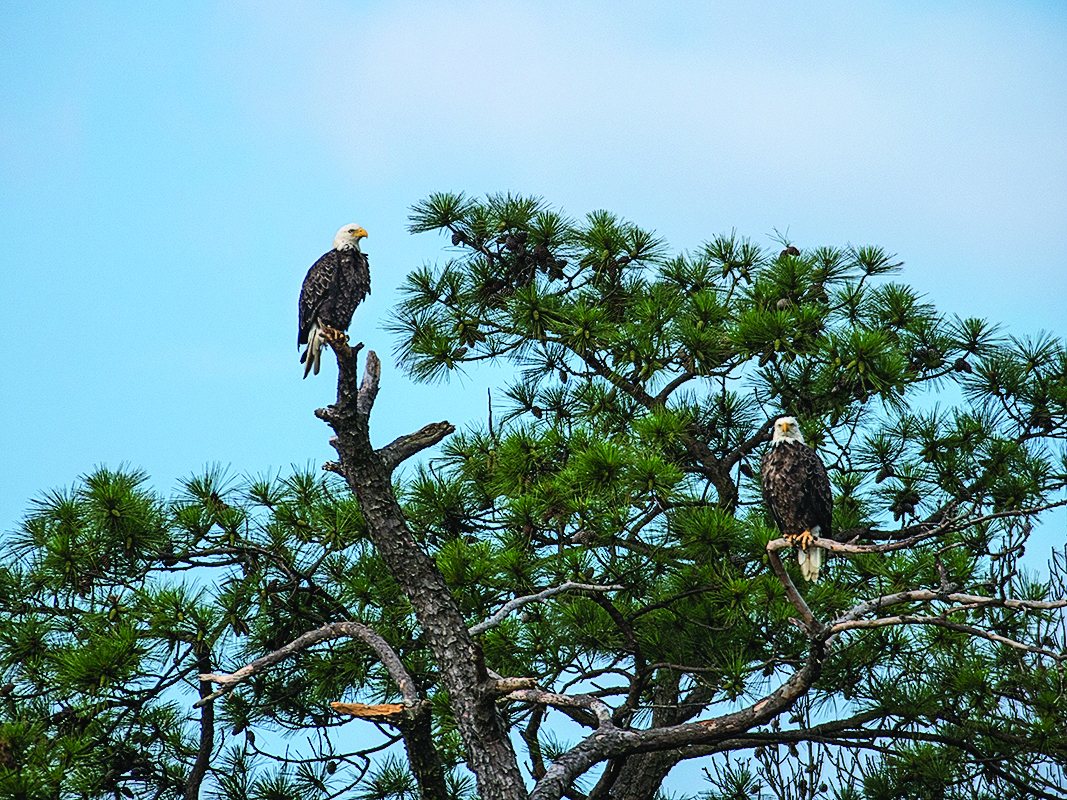 A pair of eagles share a loblolly pine along the Blackwater River.