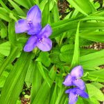 Spiderwort