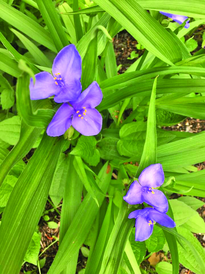 Spiderwort