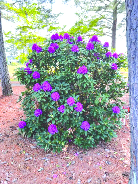Flora galore - Gazette Journal