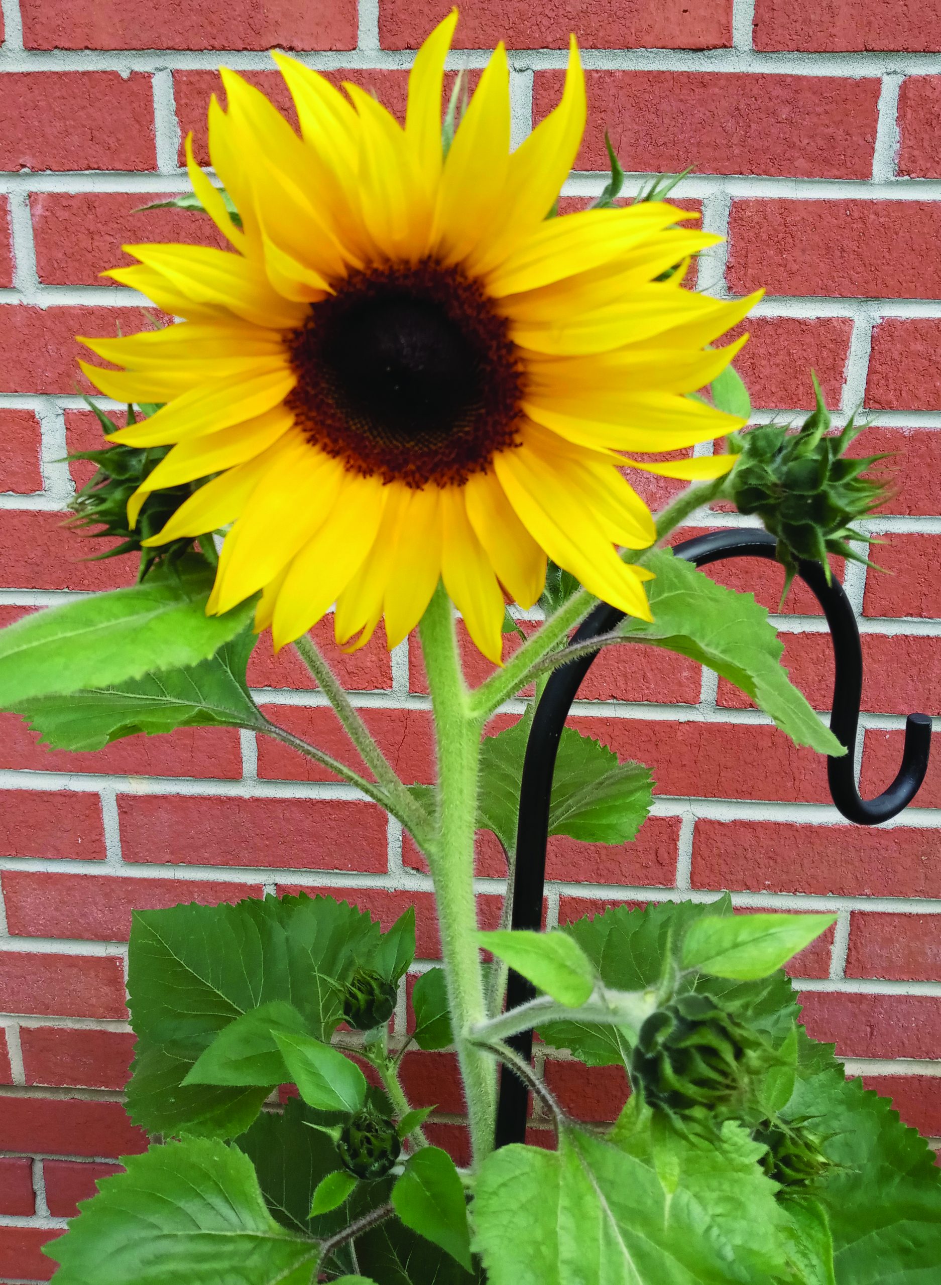flower martha hudgins sunflower