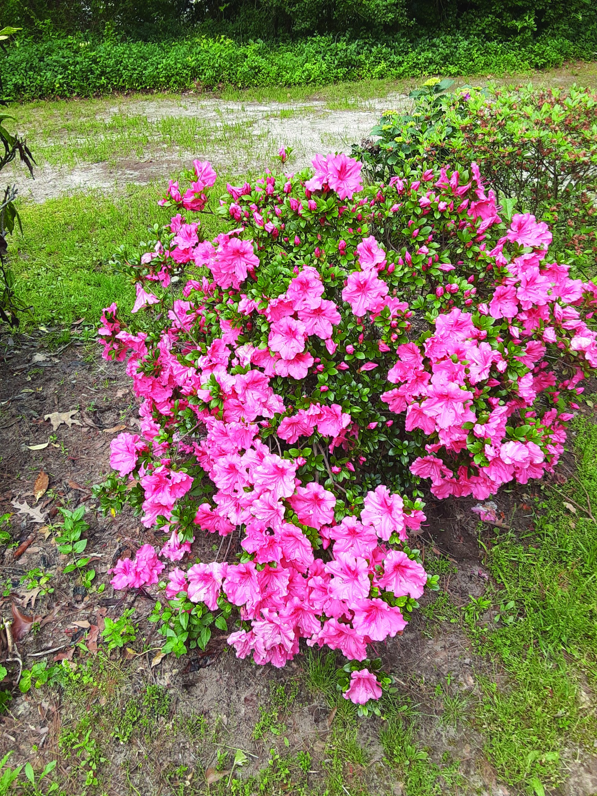 flower milton hudgins