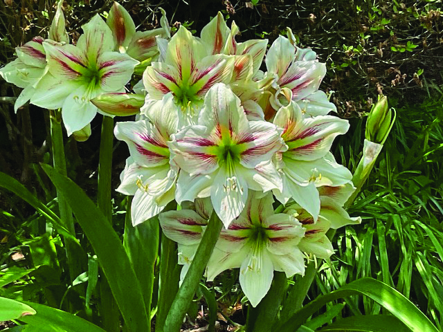 flower sorensen amaryllis (2)