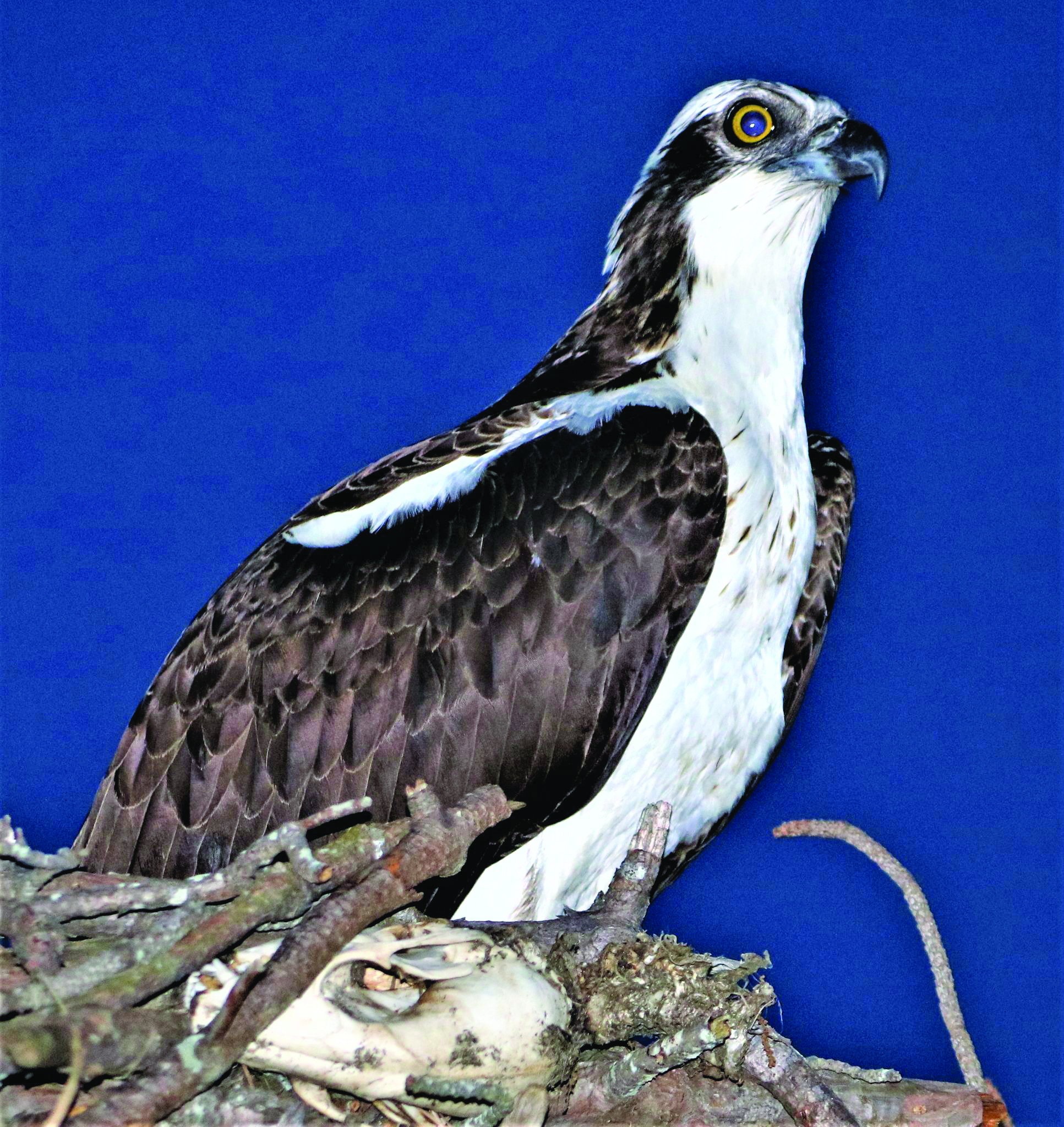 osprey safrit