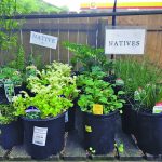community mathews gardening