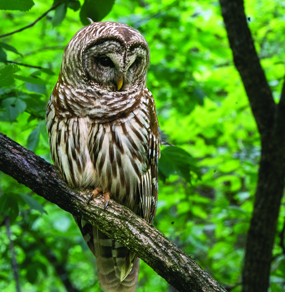 edit waldrop barred owl near the Rivah (1)