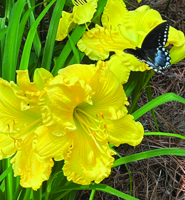 flower Mazzocco butterfly