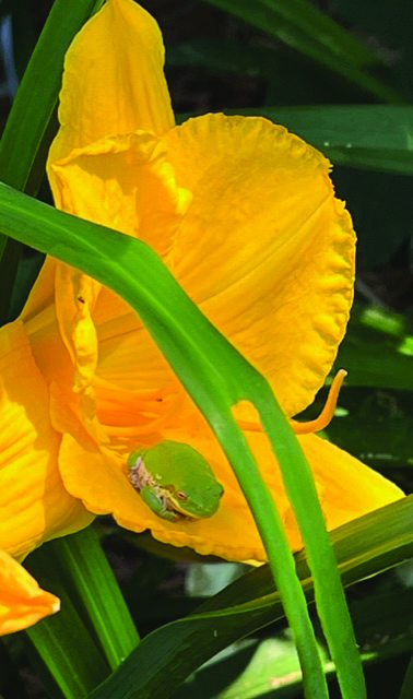 flower Mazzocco frog