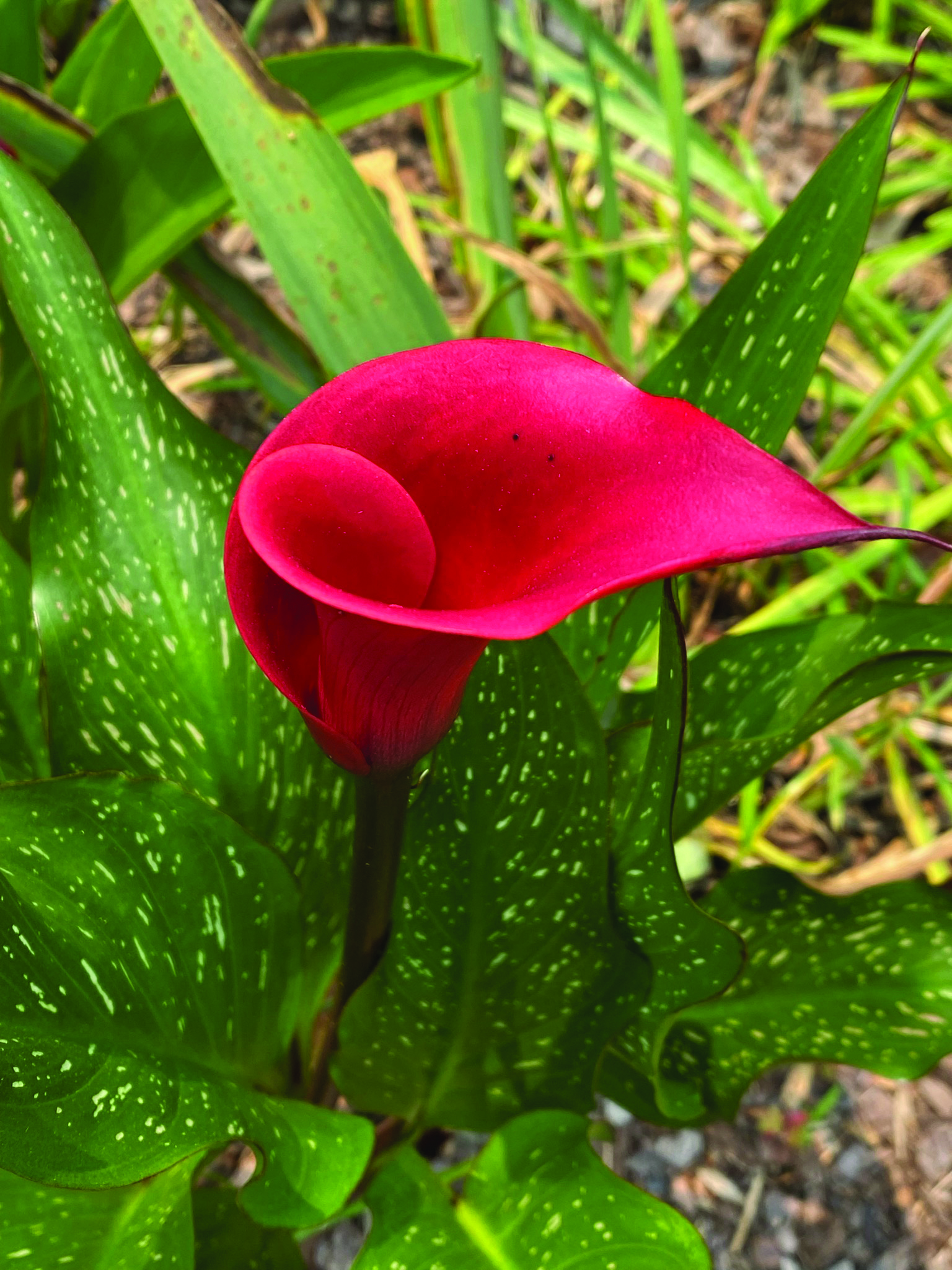 flower dalgety