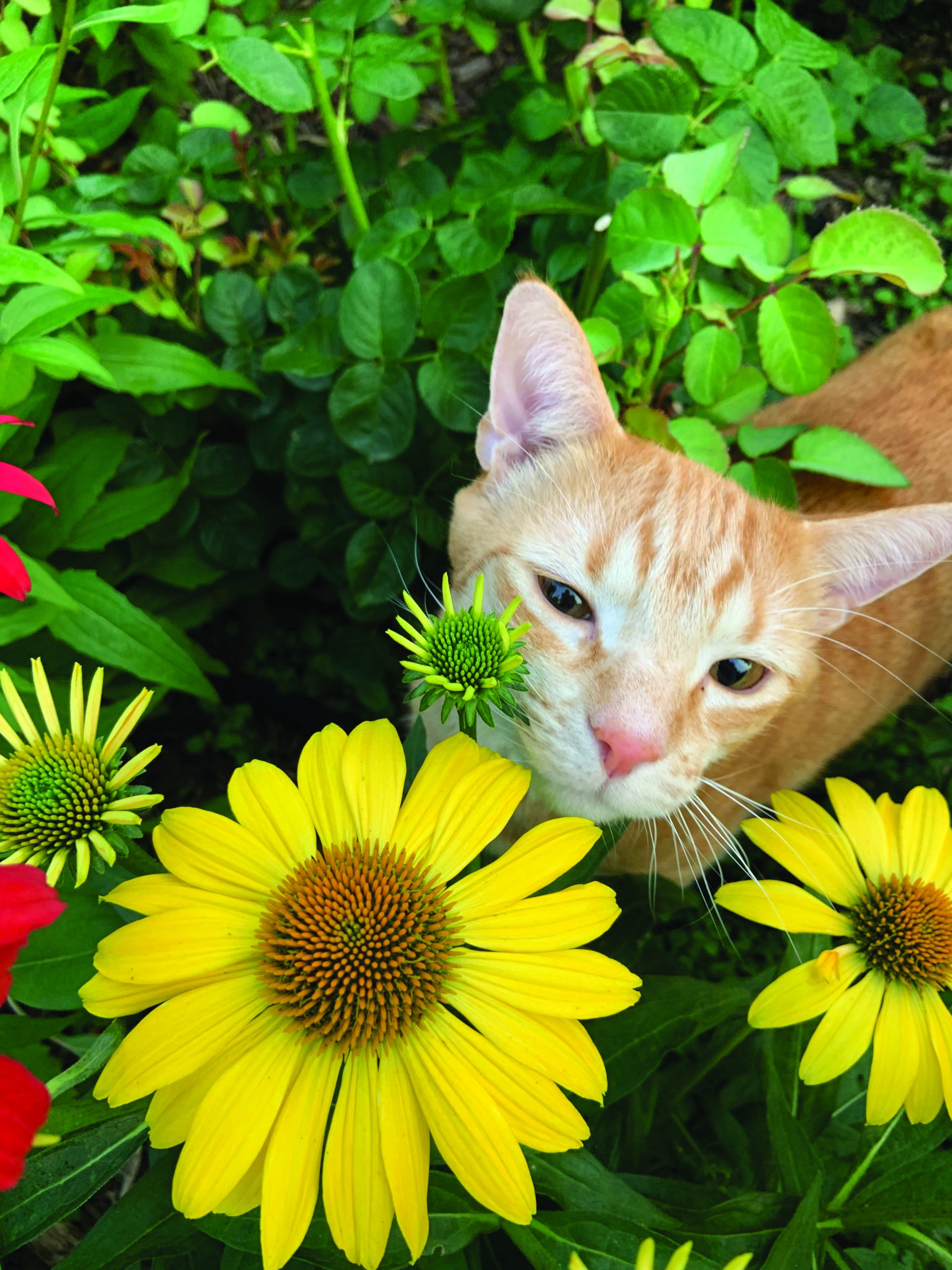 flower hare Coneflowers and cat Andrey