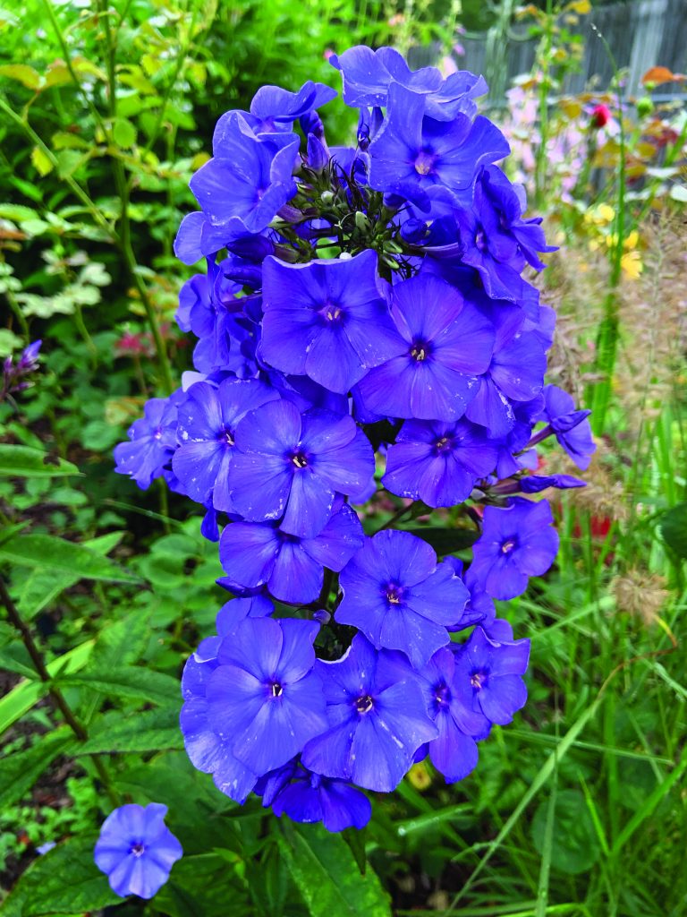 flower hare Phlox