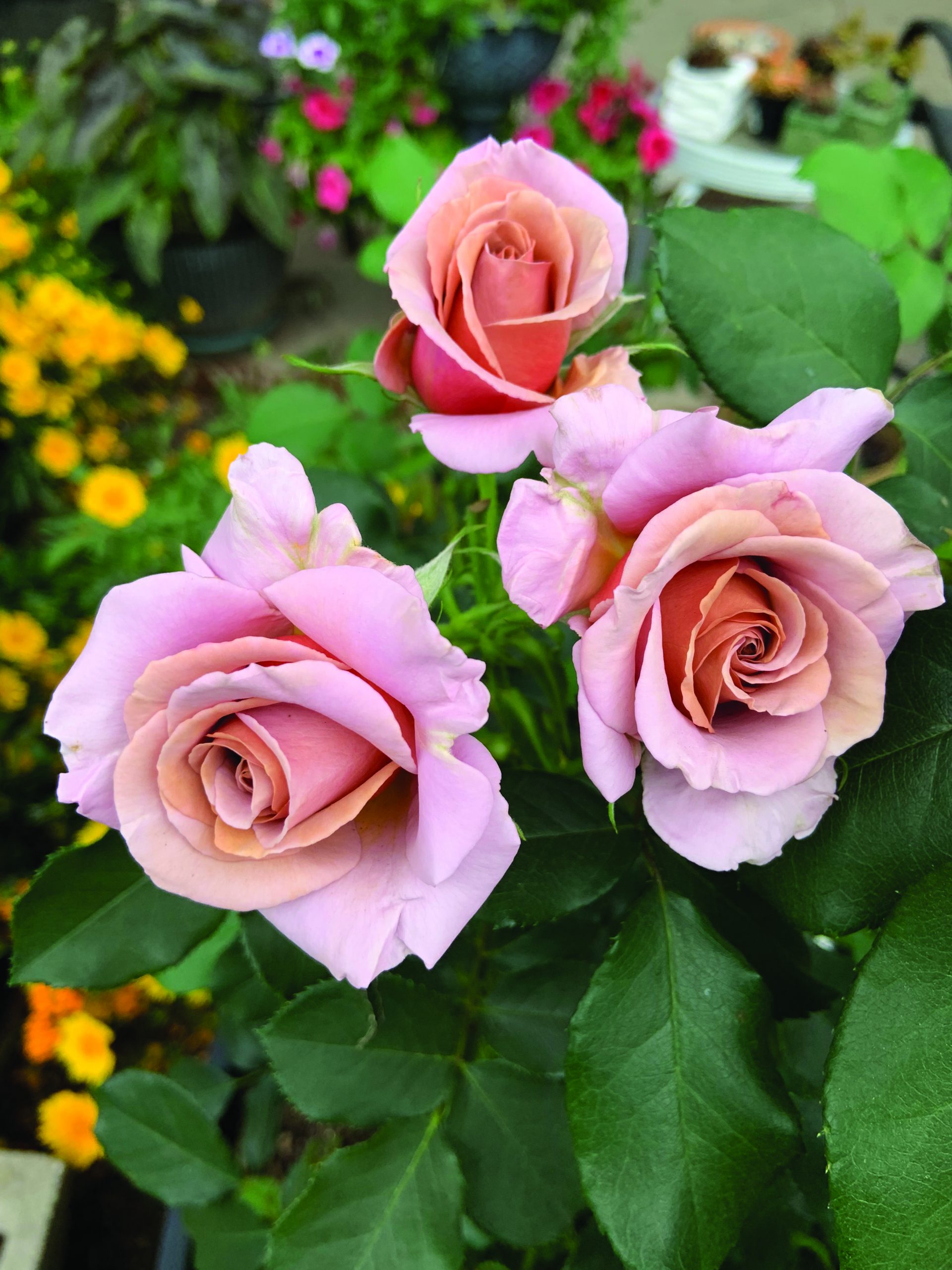flower hare Rose Koko Loko