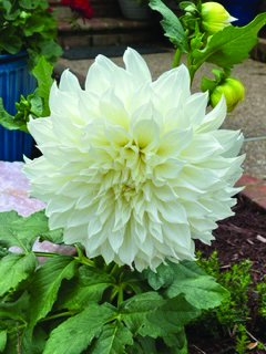 flower harris