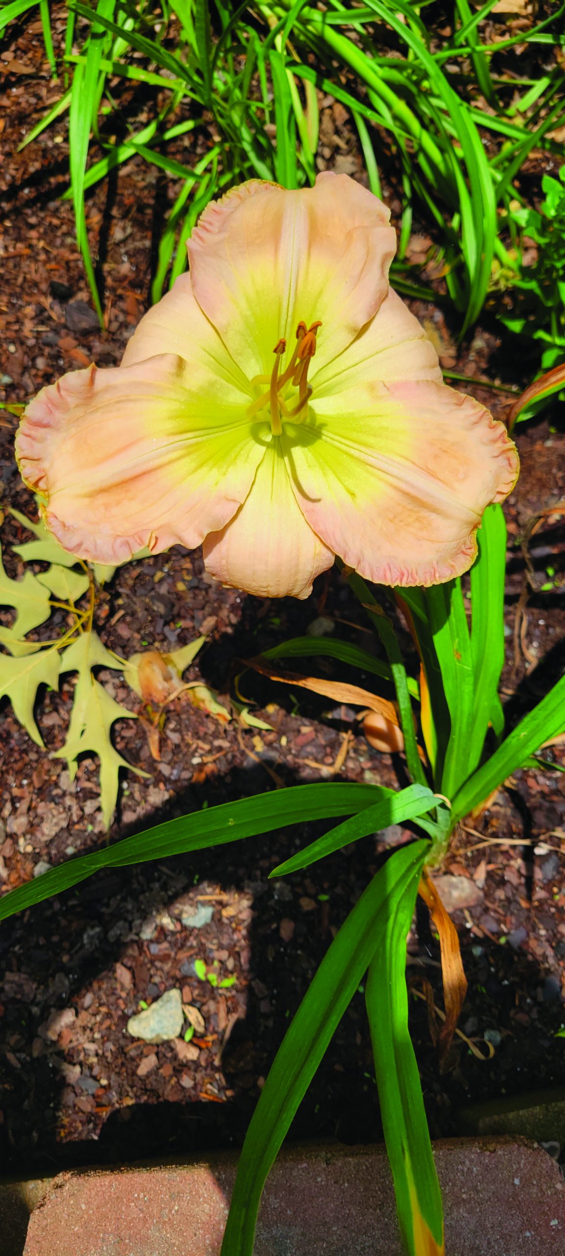 flower moller
