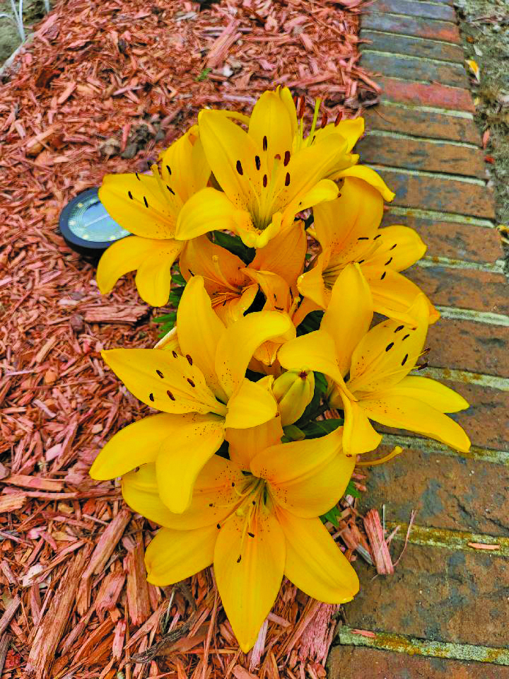 flower washington