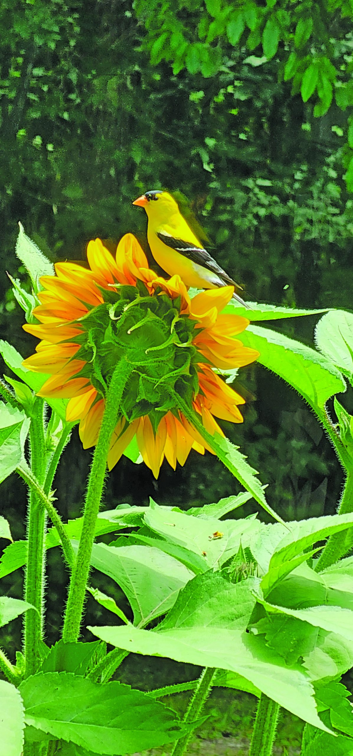 flower bauer