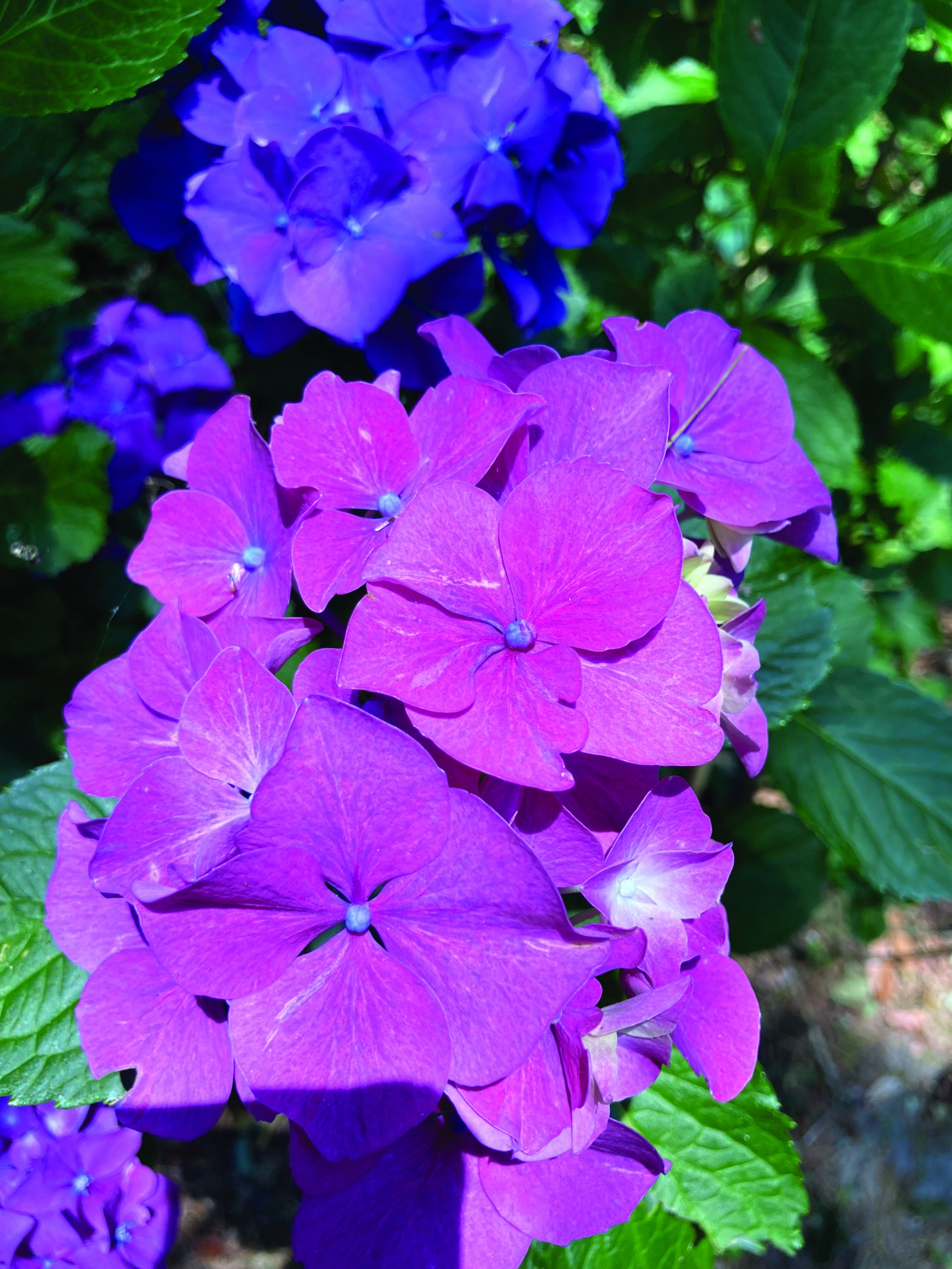 flower borja (1)