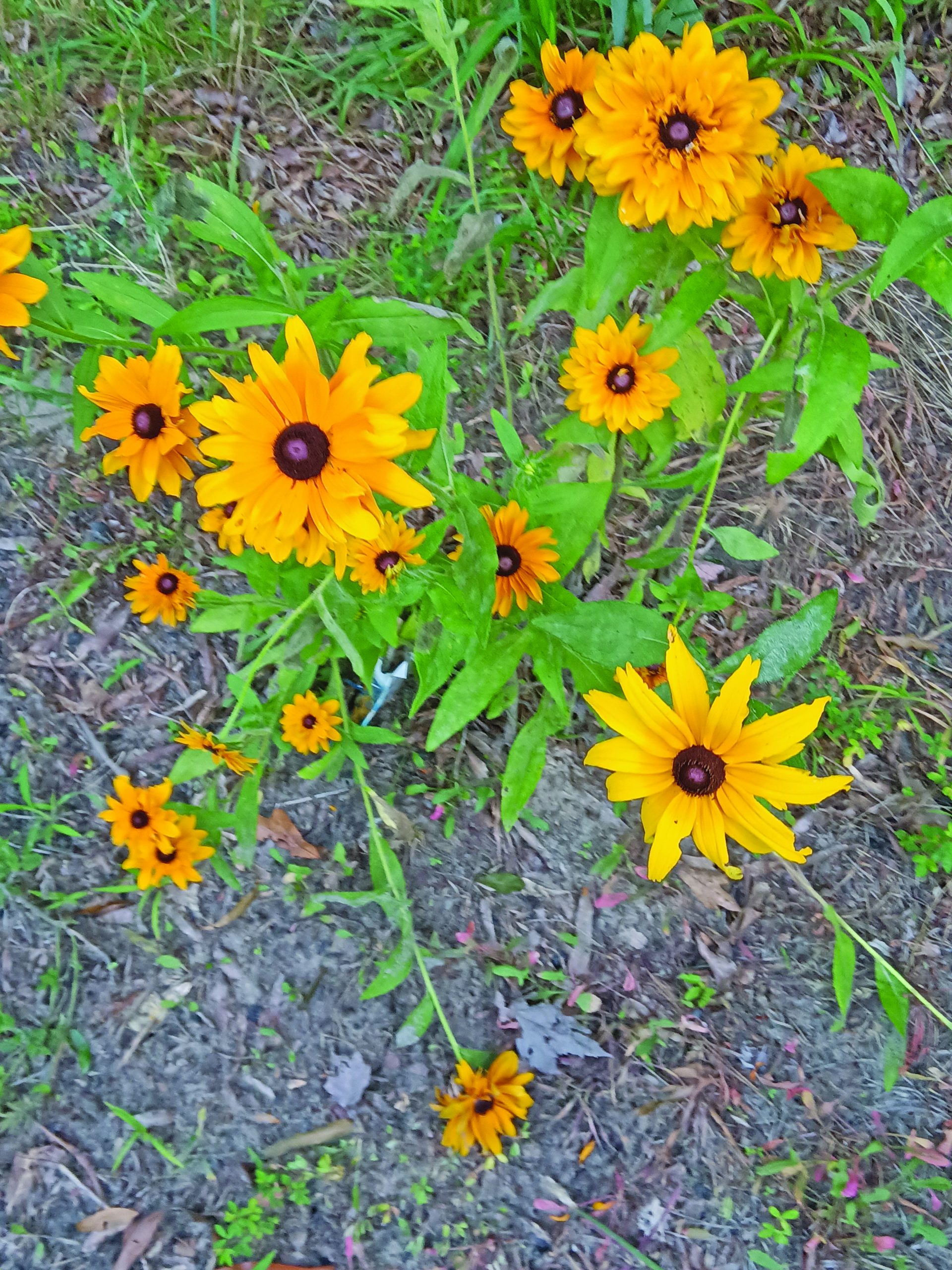 flower burris (1)