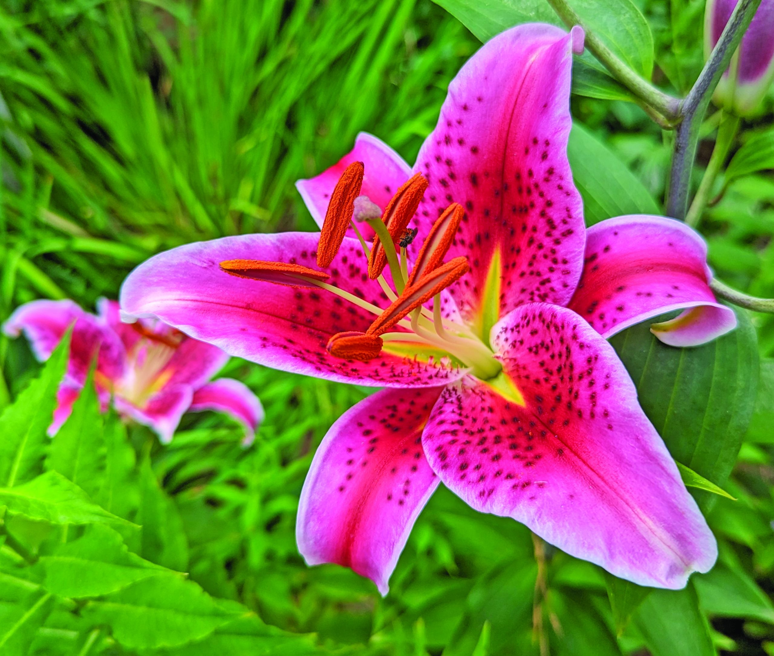 flower callisstargazer lily