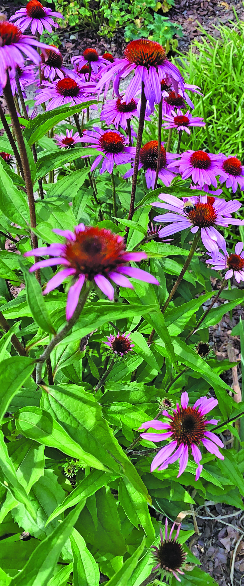 flower dalgety Echinacea