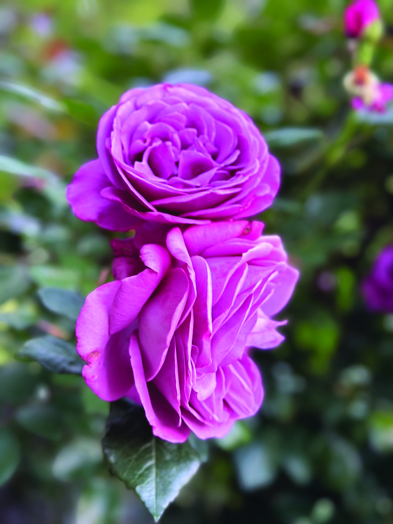 flower gove 1