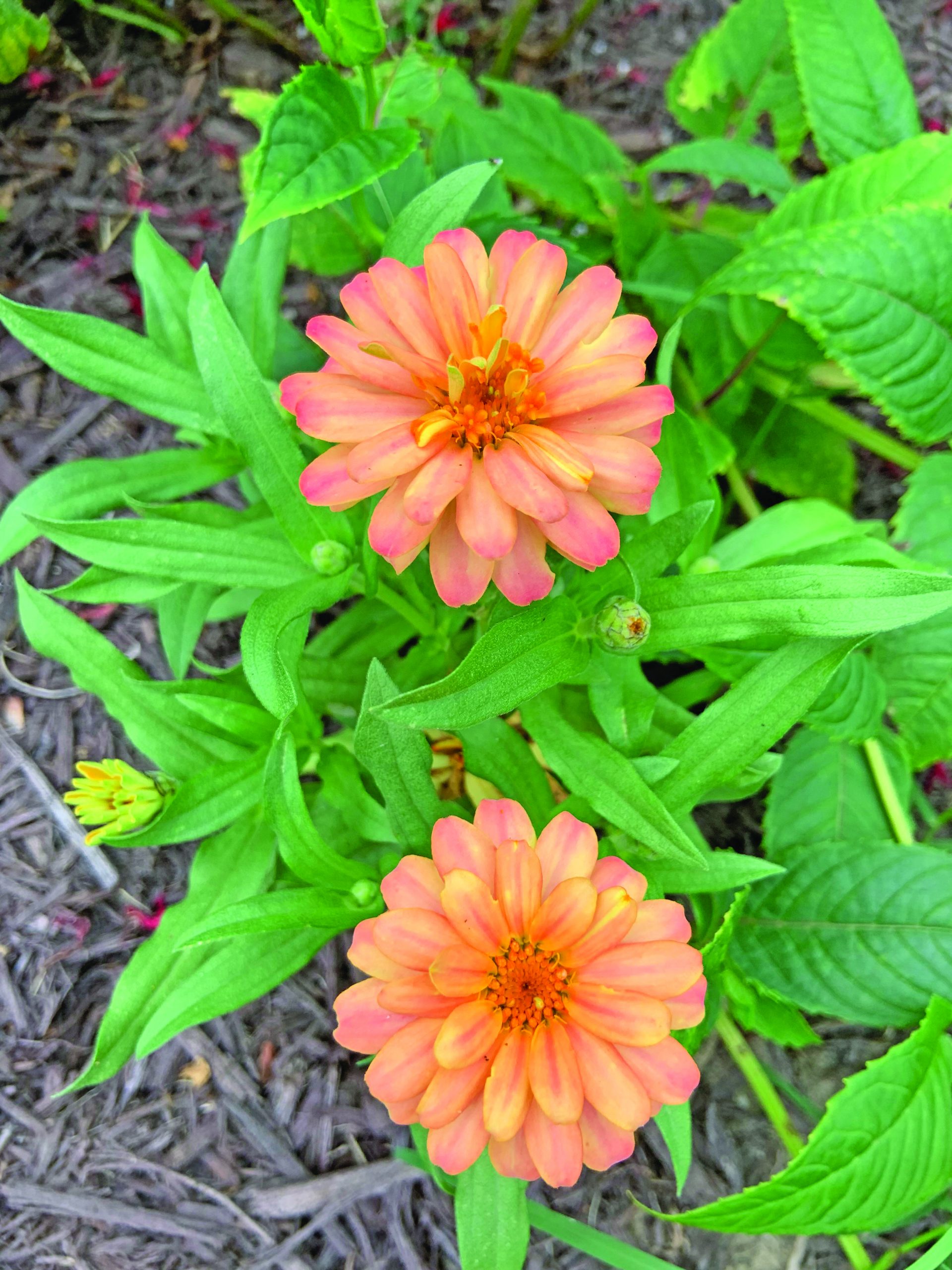 flower hare zinna