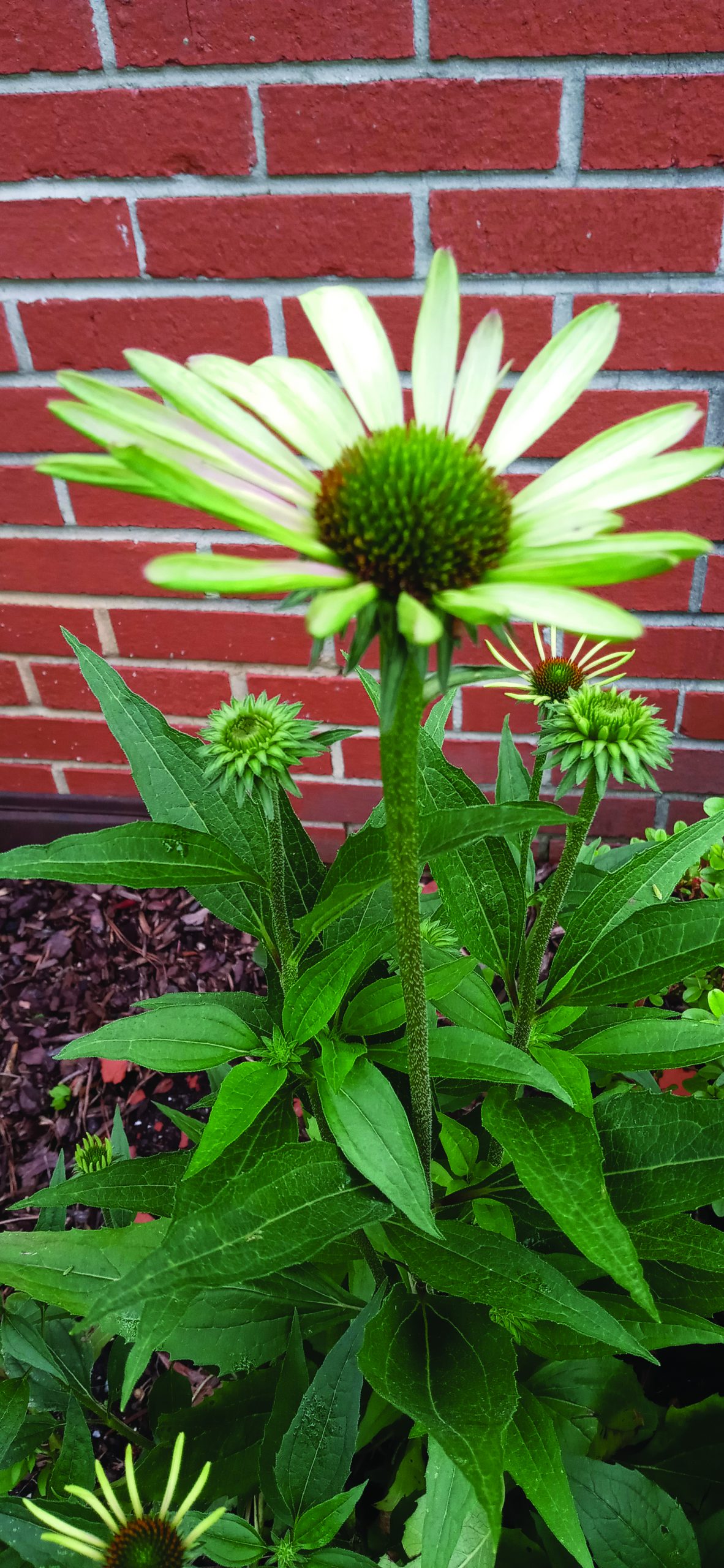 flower hudgins coneflower