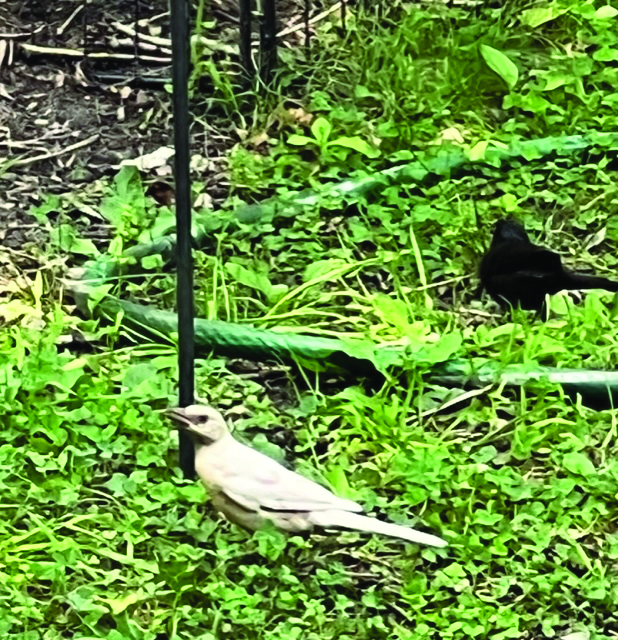 flower lee albino grackle 1