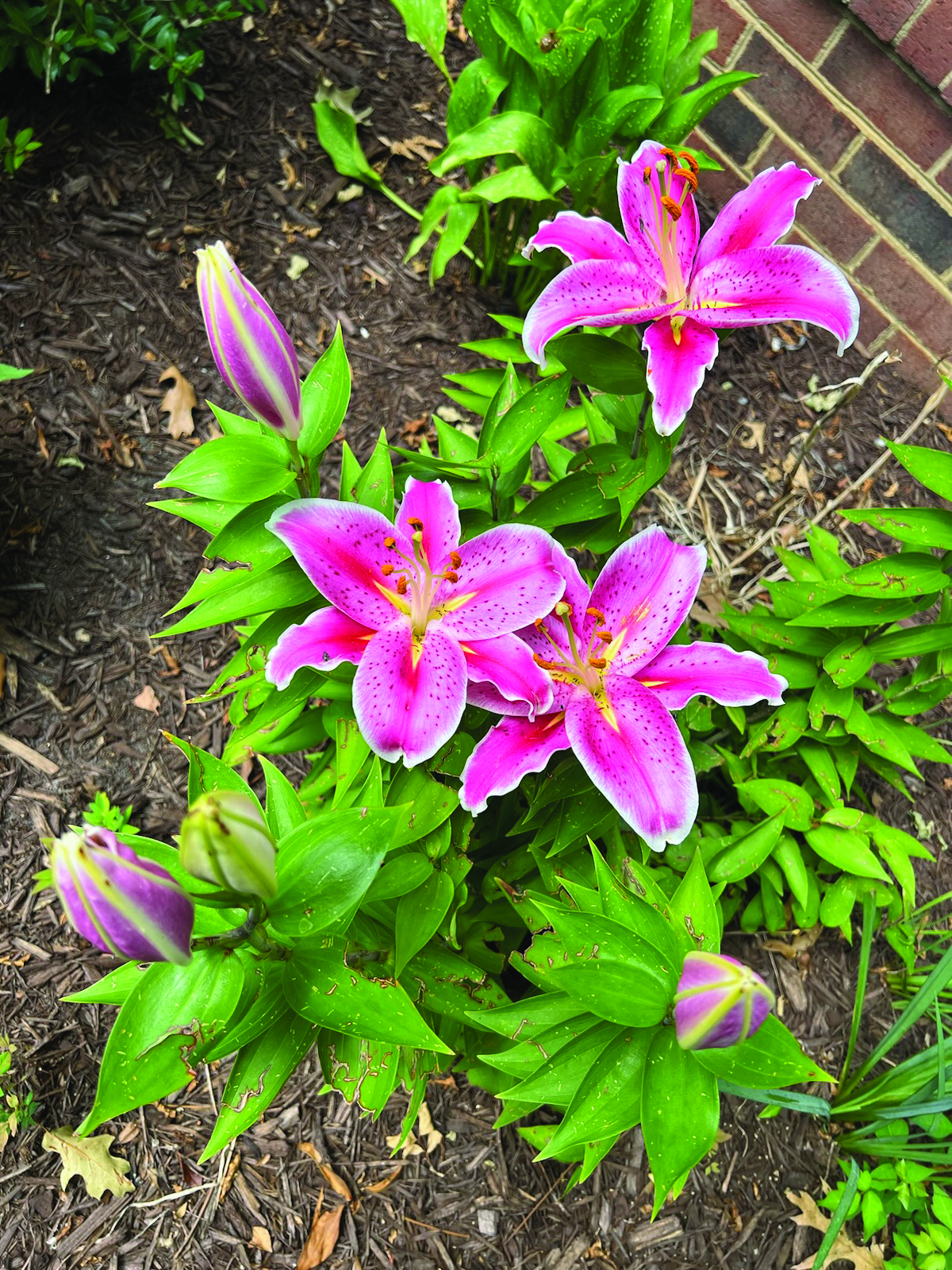 flower muffelman