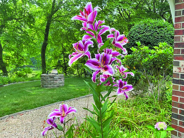 flower sorensen lilies