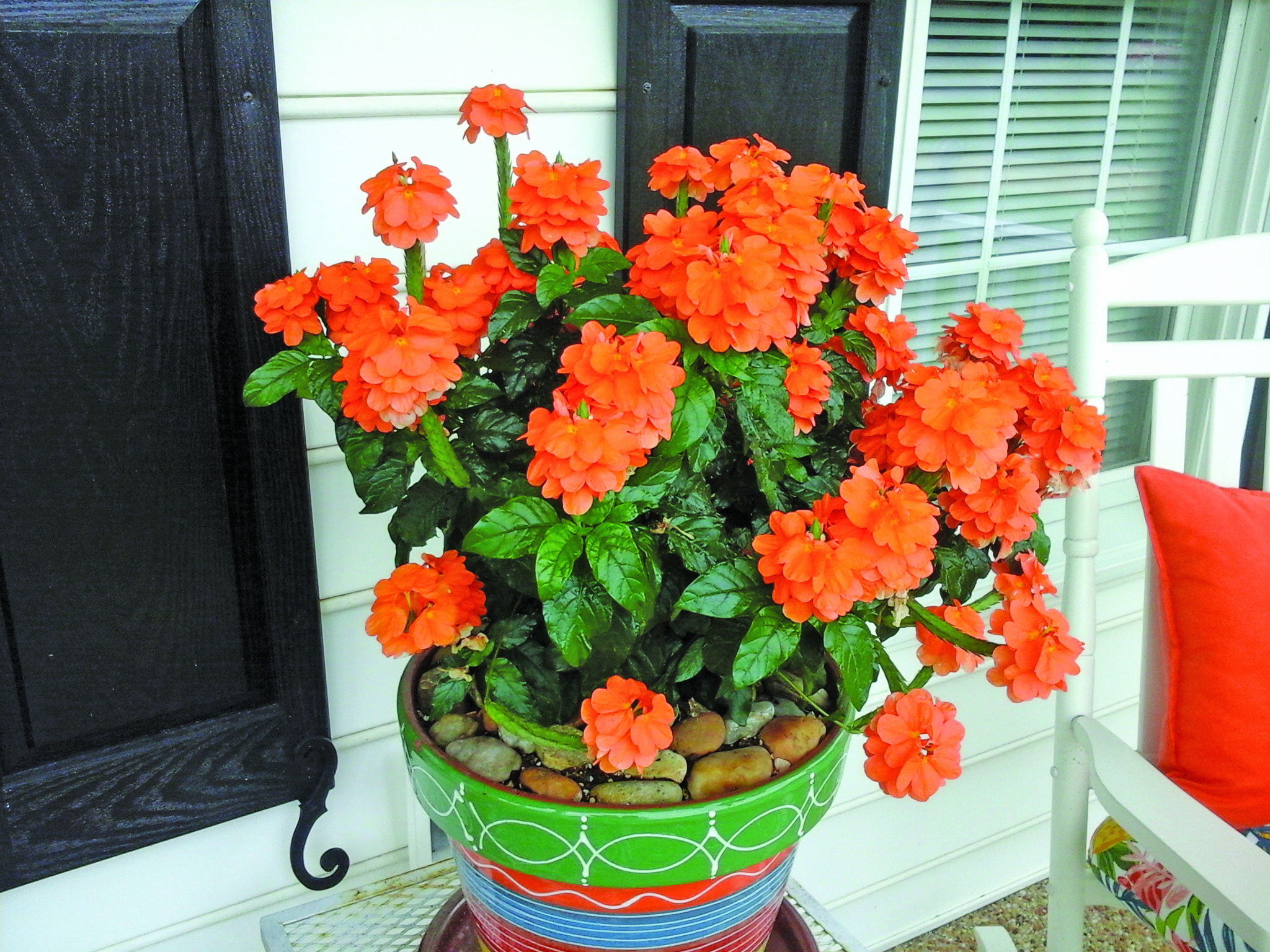 flower turpin