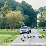 1a goose crossing