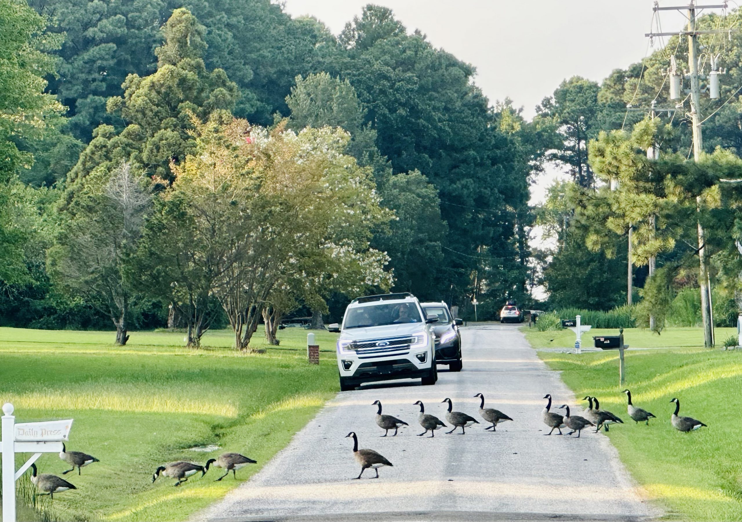 1a goose crossing