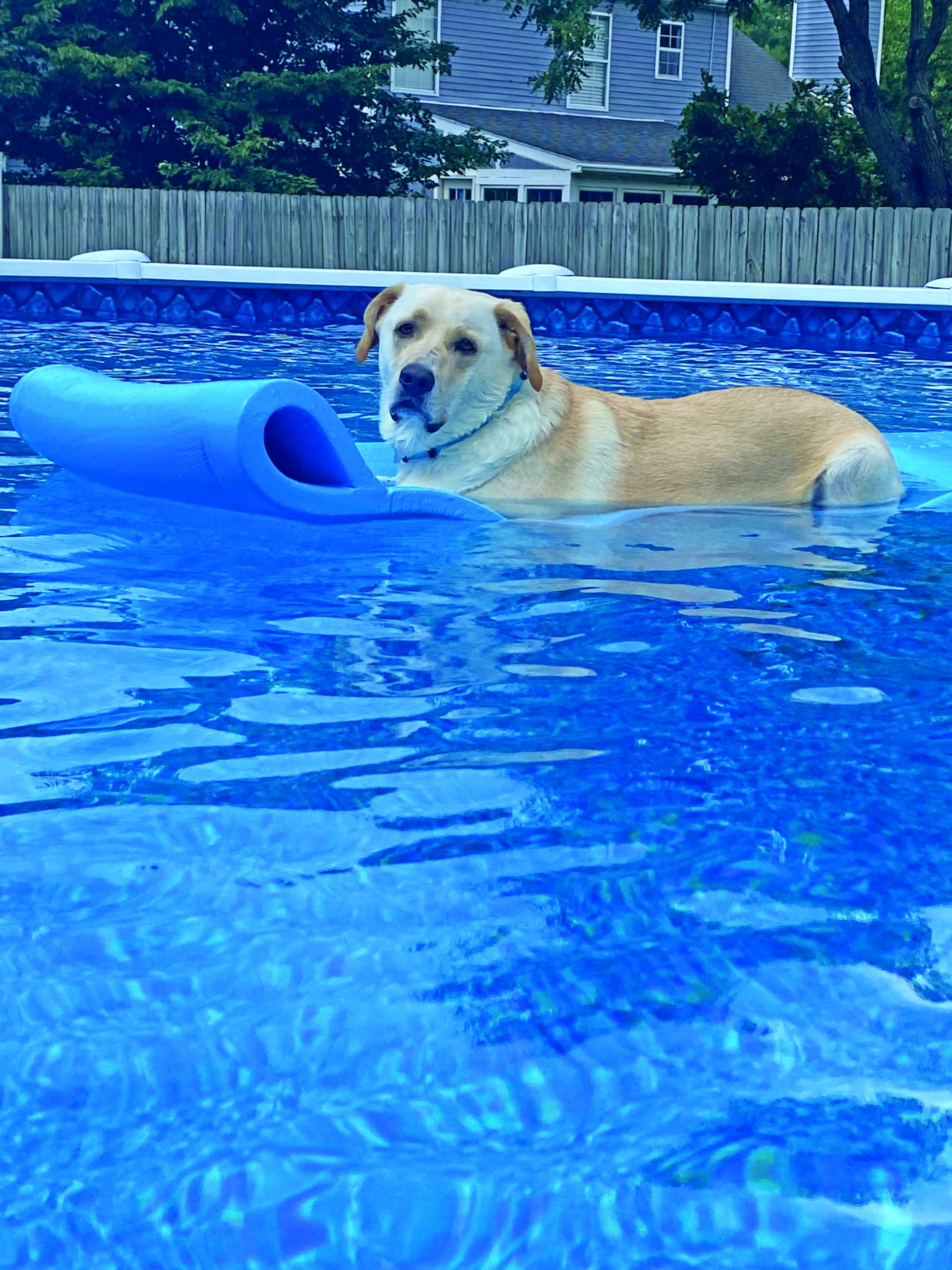 dog days gracie gurl kathy scott petty