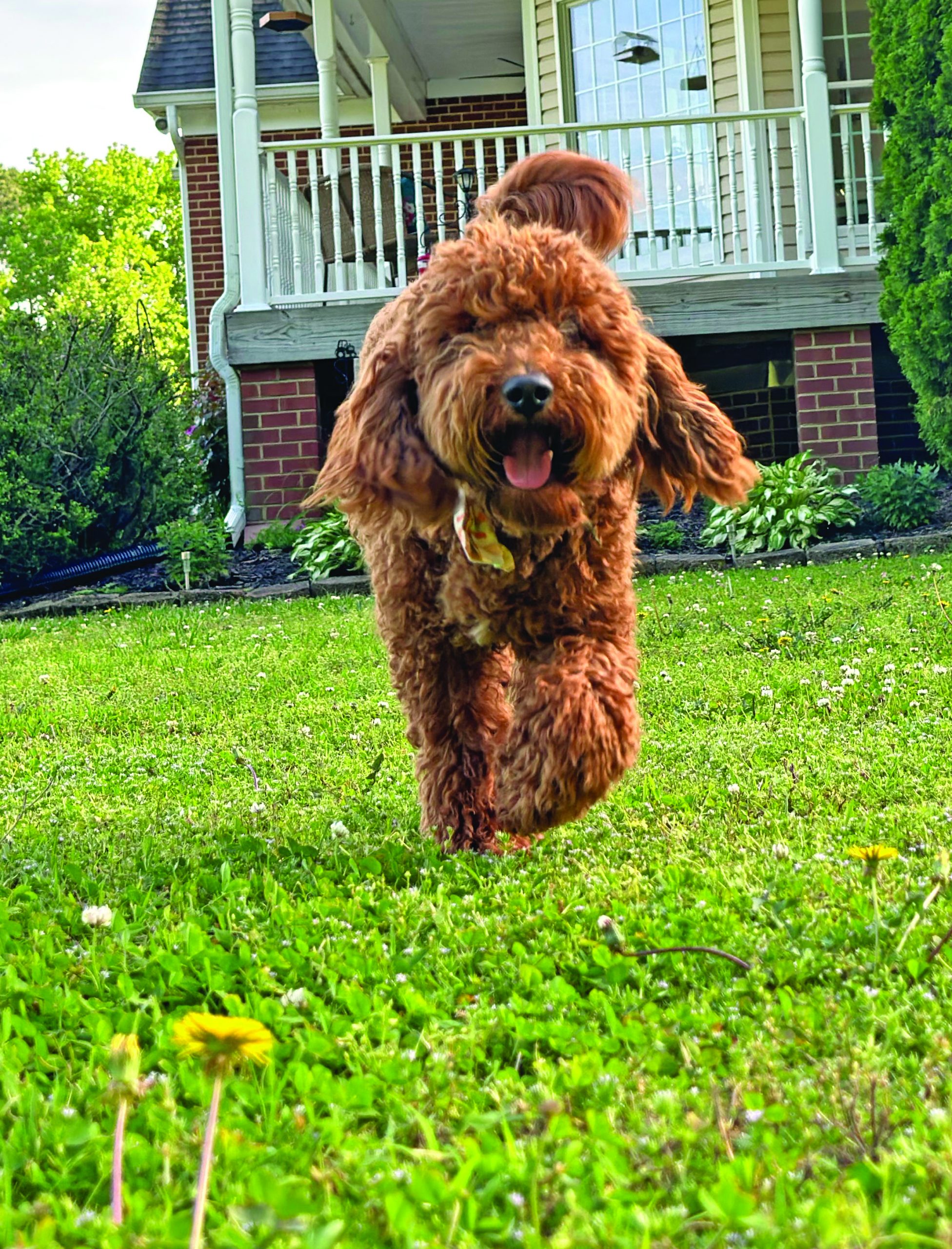 dog