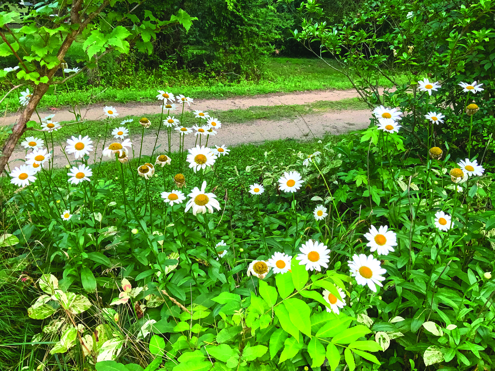 edit flower shasta daisies judy moughon