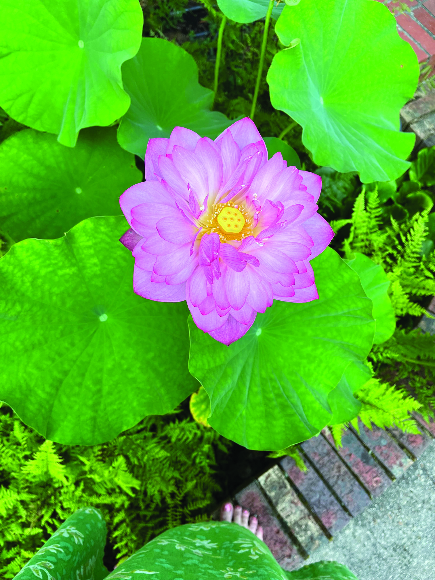 flower WADNIZAK