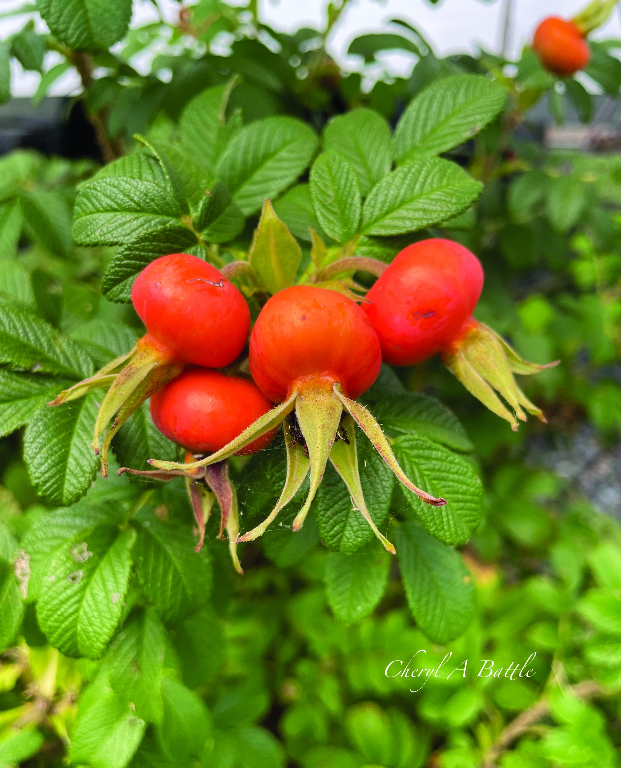 flower battle rose hips