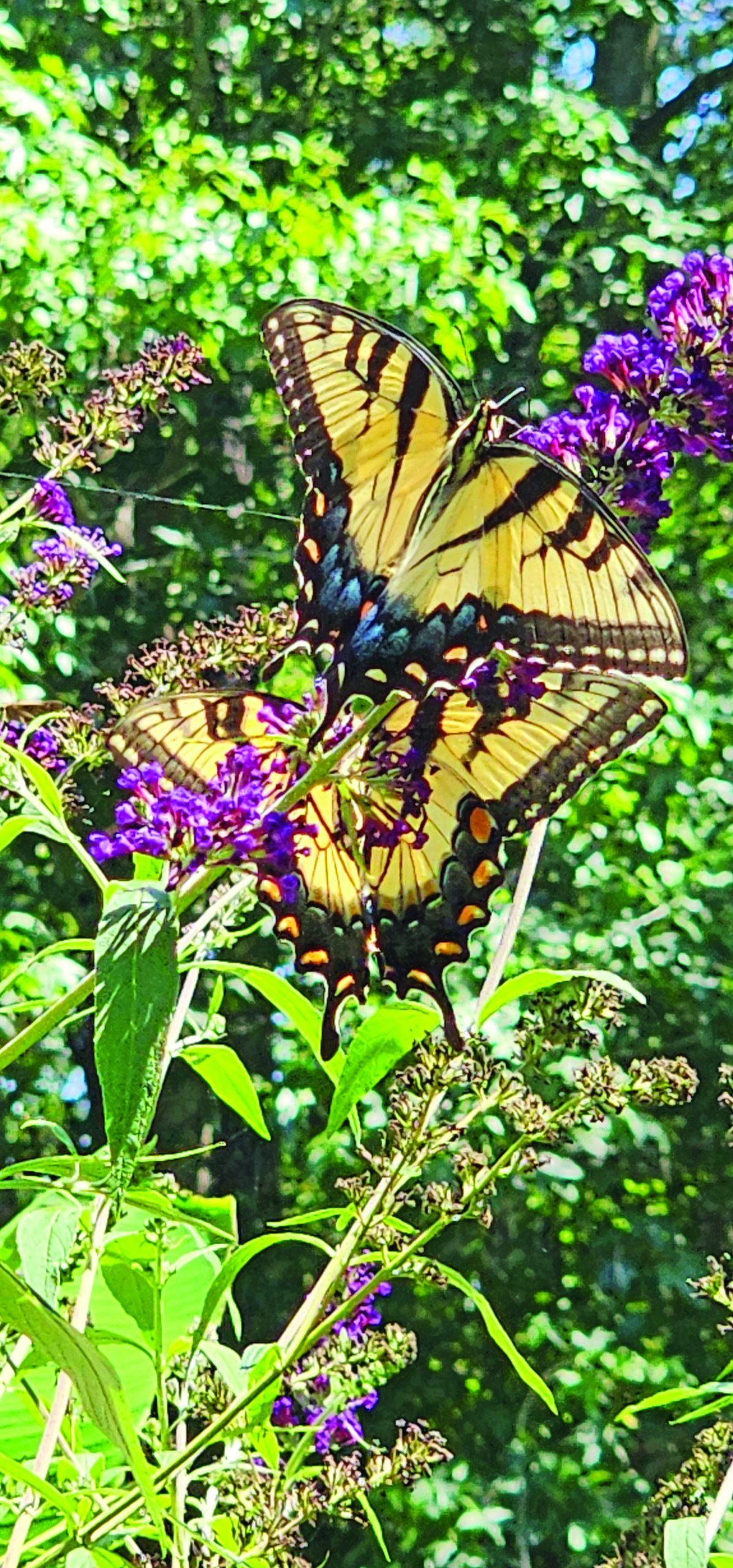 flower bauer butterflies