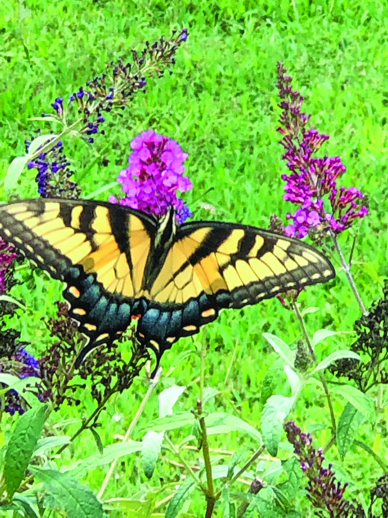 flower butterfly ginger rowe