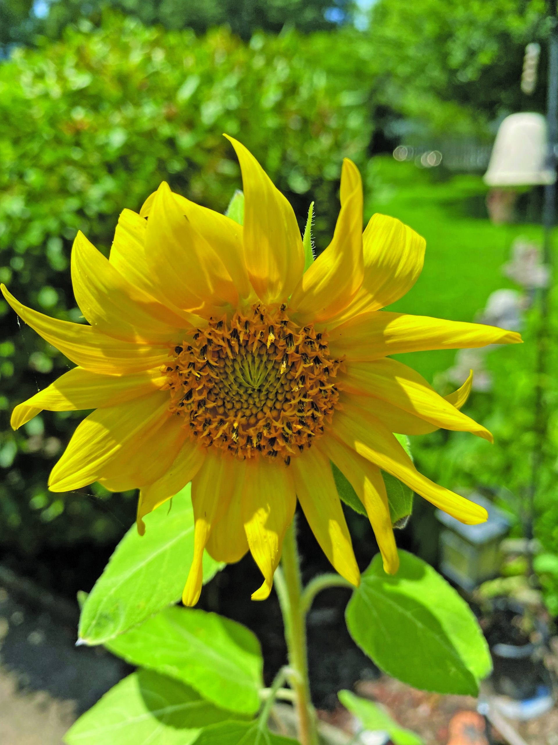 flower dalgety sunflower