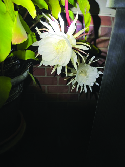 flower eaton