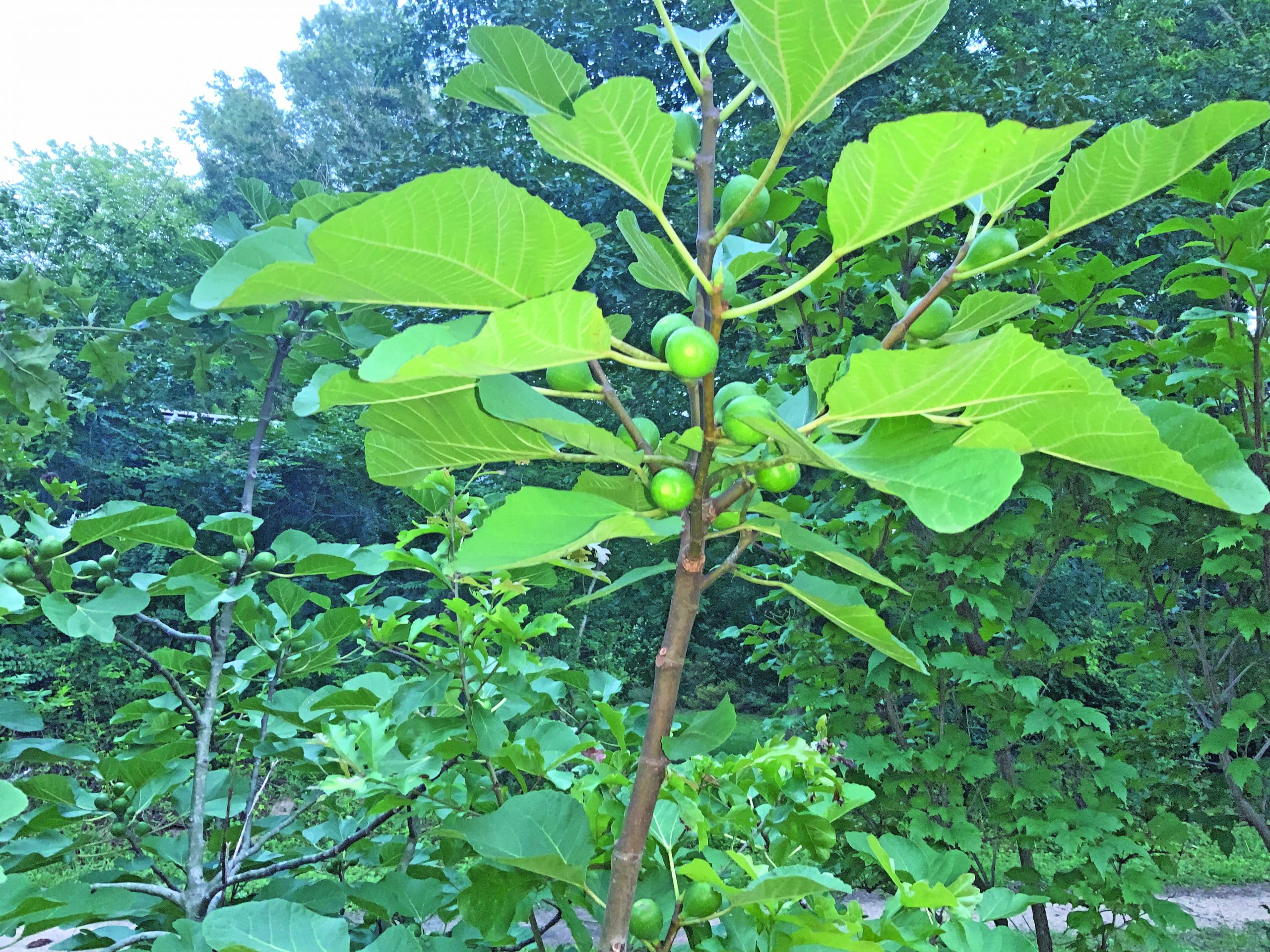 flower figs judy moughon