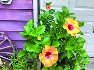 flower frame