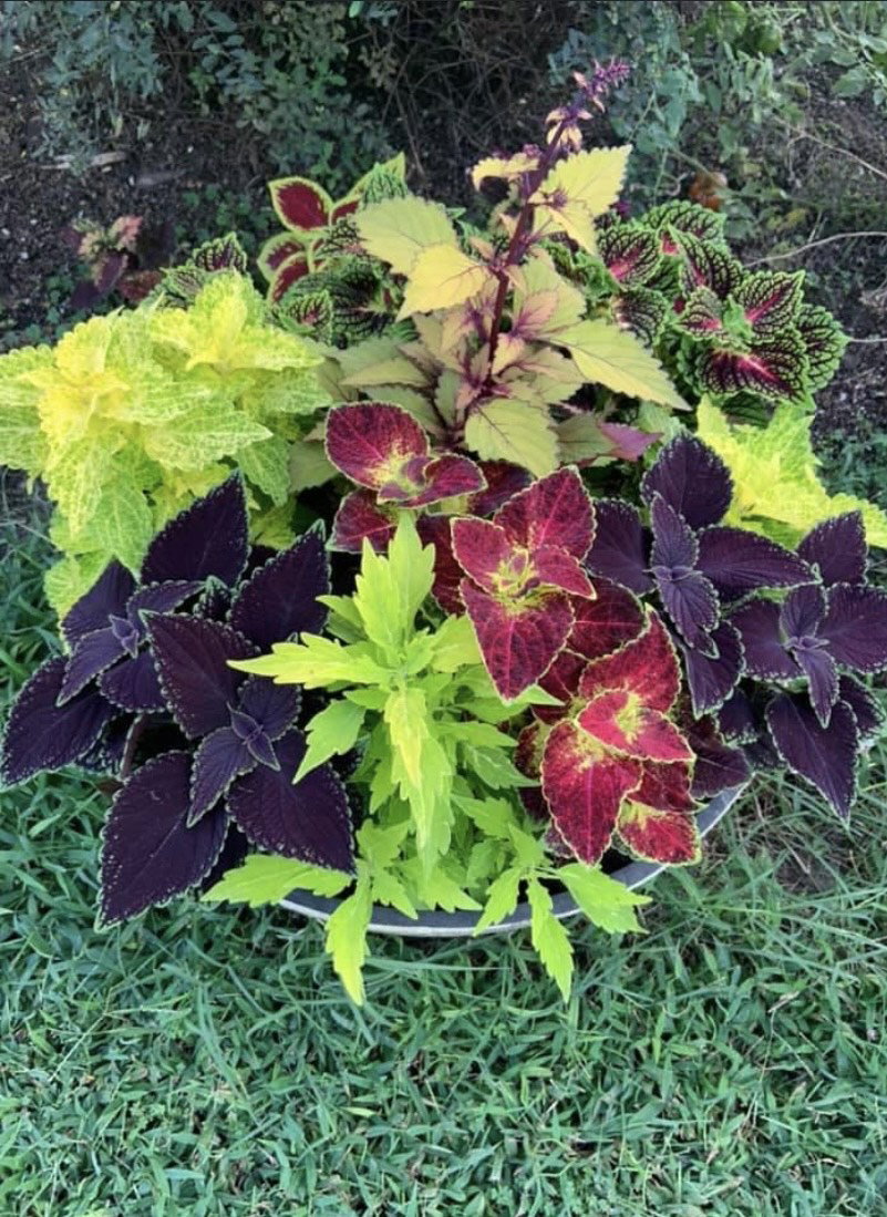 flower hare Coleus mix
