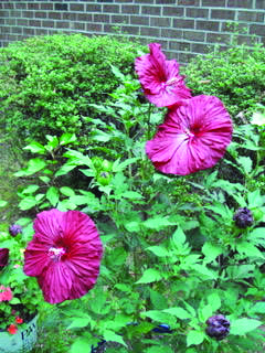 flower herring